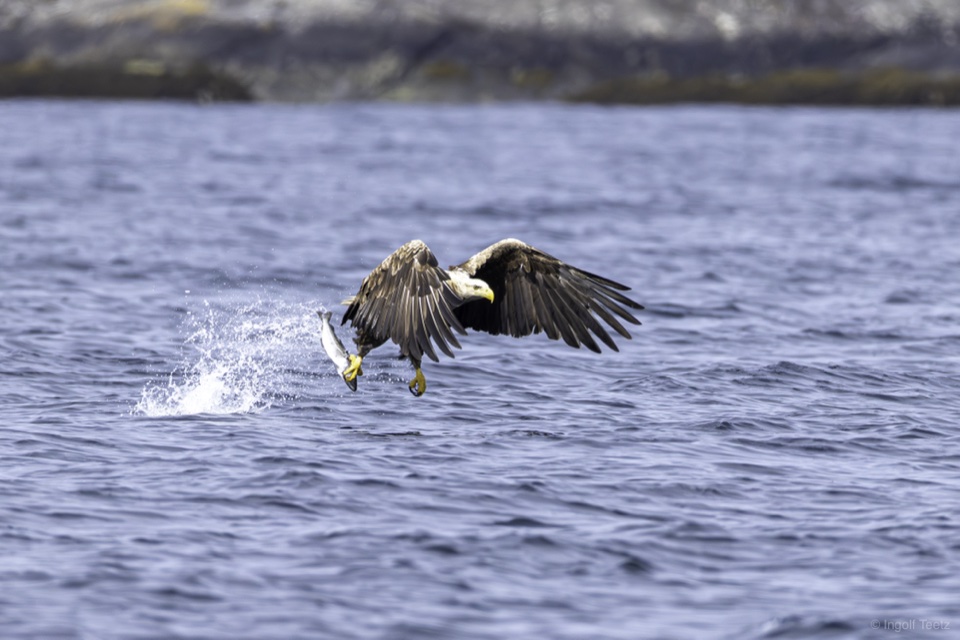 Seeadler greift einen Fisch aus dem Wasser, Gischt spritzt, Smøla