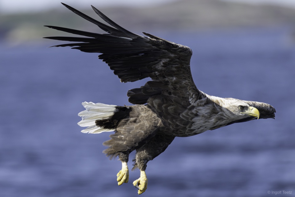 Seeadler in Kurvenlage dicht über dem blauen Wasser, Smøla