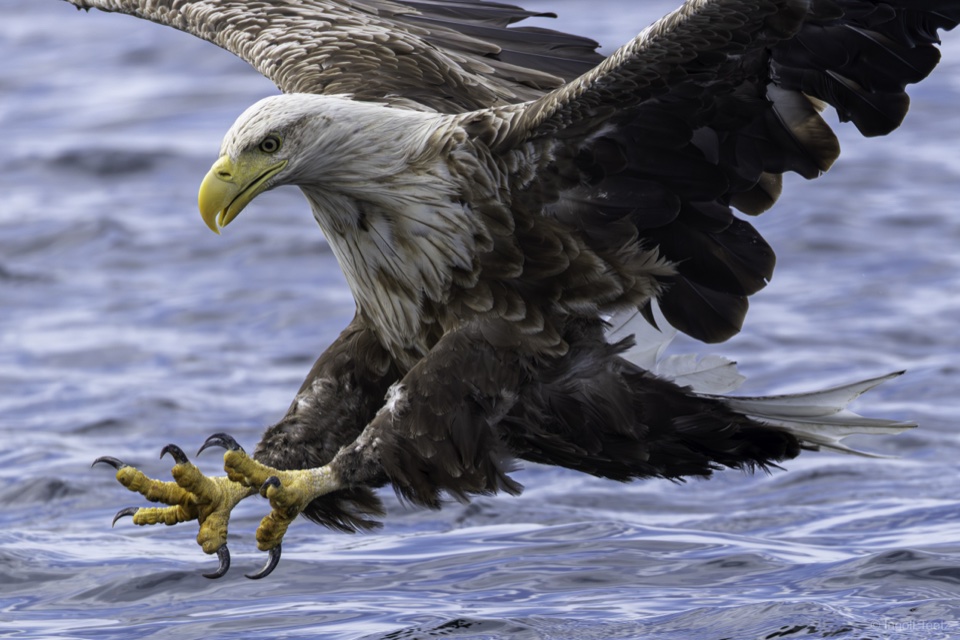 Seeadler im Sturzflug mit ausgefahrenen Fängen, Smøla
