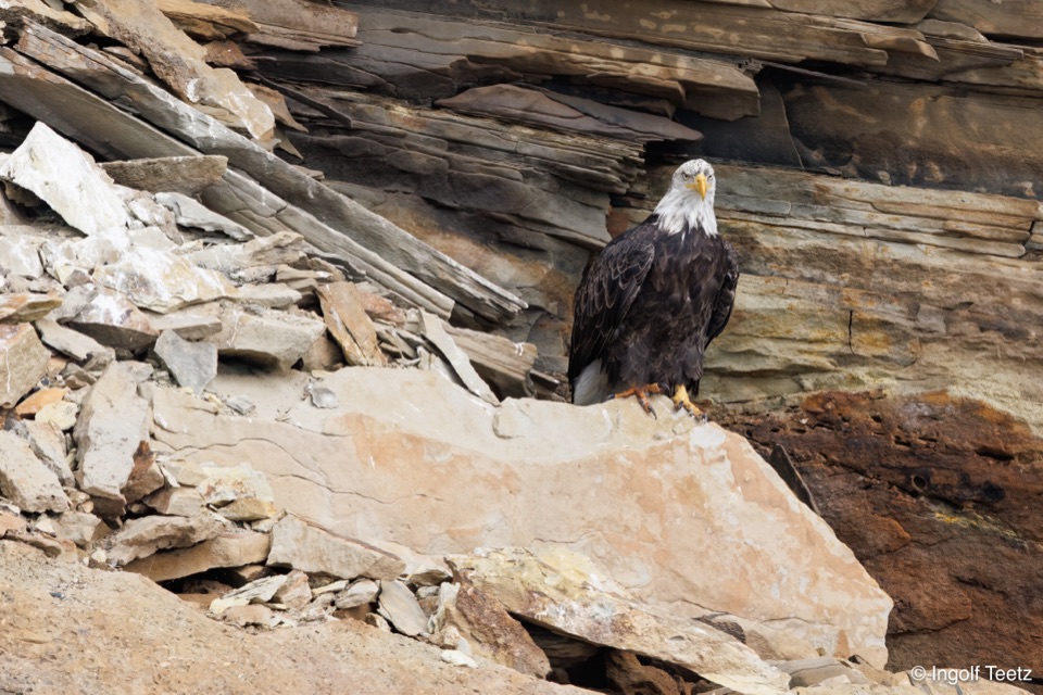 Weißkopfseeadler sitzt auf einem Sims aus ockerfarbenem Gestein