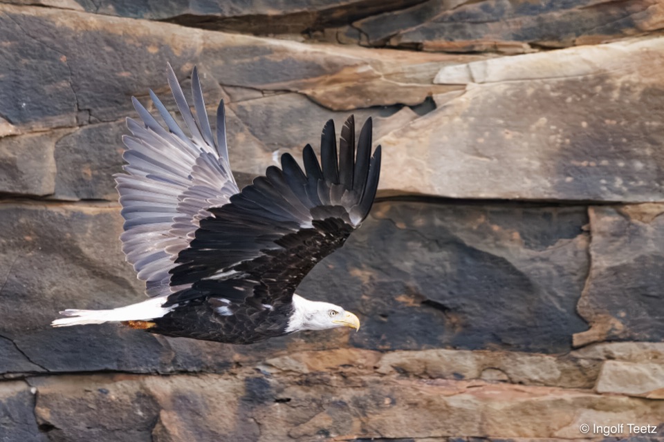 Weißkopfseeadler fliegt dicht an einer Ockerfelswand entlang, Atlantik-Kanada