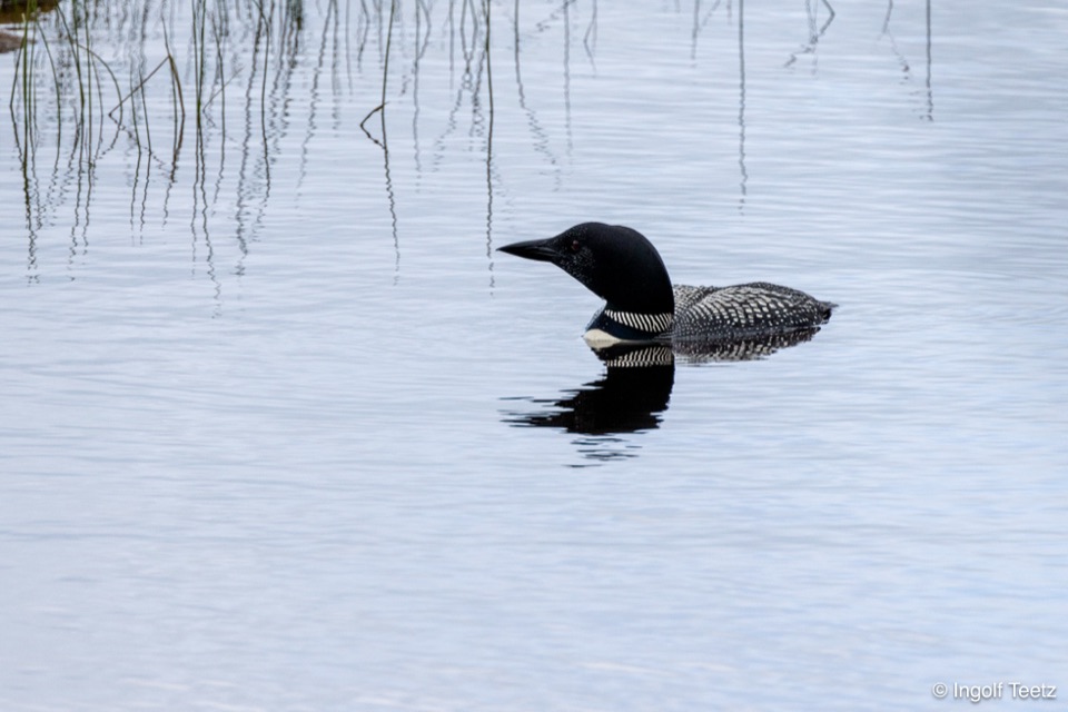 Eistaucher mit Spiegelung auf einem stillen See