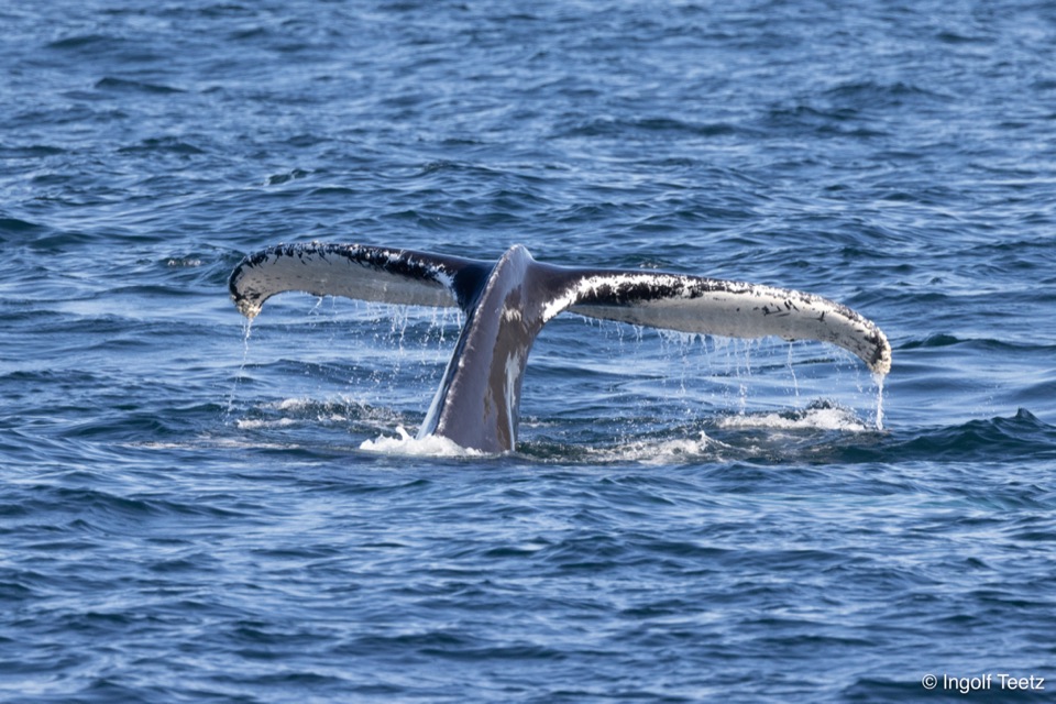 Buckelwal-Fluke mit ablaufendem Wasser vor blauem Atlantik