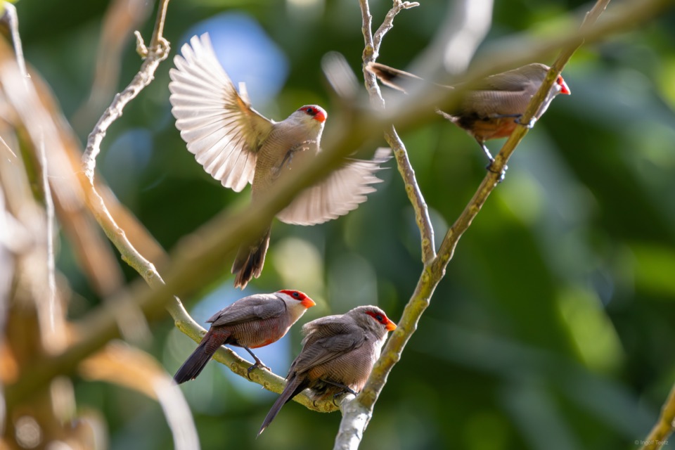 Trupp Wellenastrilde auf einem Zweig, ein Vogel landet mit ausgebreiteten Flügeln