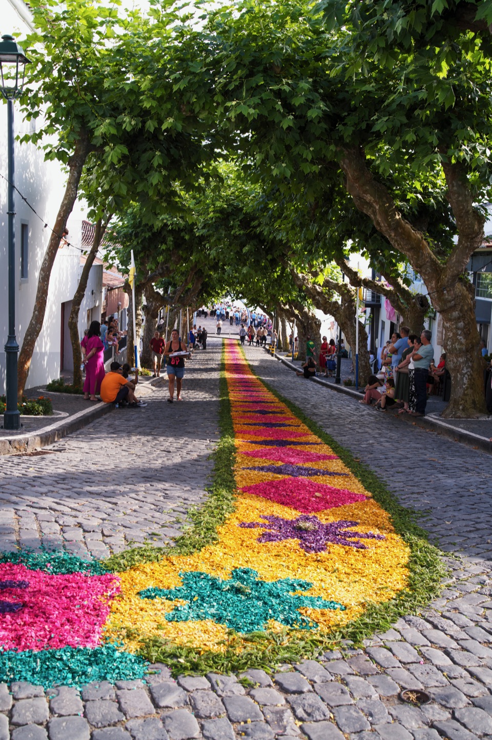 Bunter Blumenteppich zieht sich durch eine Dorfstraße unter Platanen, São Miguel