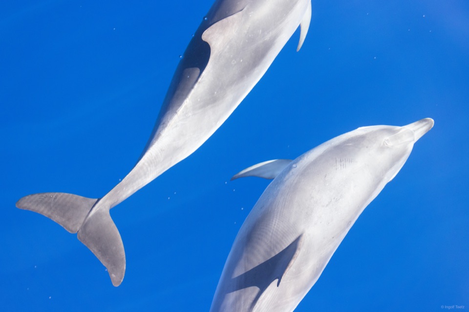 Zwei Delfine dicht unter der Wasseroberfläche im klaren blauen Atlantik, von oben fotografiert