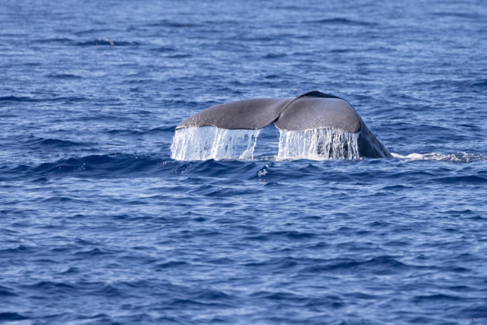 Pottwal-Fluke mit ablaufendem Wasser vor São Miguel, Azoren