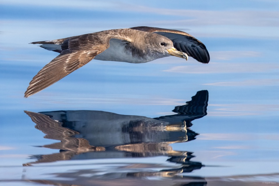 Gelbschnabel-Sturmtaucher fliegt dicht über spiegelglattem Wasser, mit Spiegelung