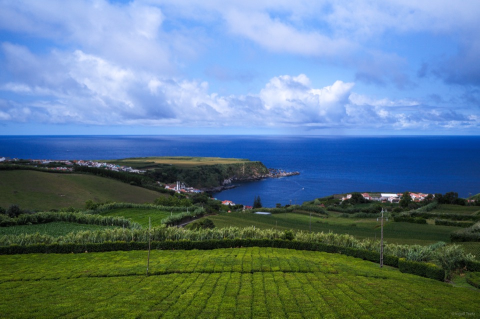Grüne Teefelder der Plantage Gorreana mit Blick auf den Atlantik, São Miguel