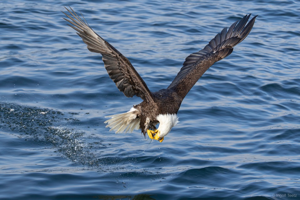 Weißkopfseeadler mit weit gespannten Flügeln unmittelbar über der Wasseroberfläche beim Fischgriff