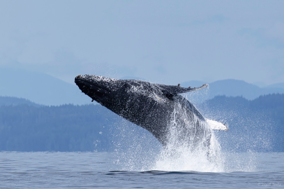 Buckelwal springt aus dem Wasser, Discovery Passage, British Columbia