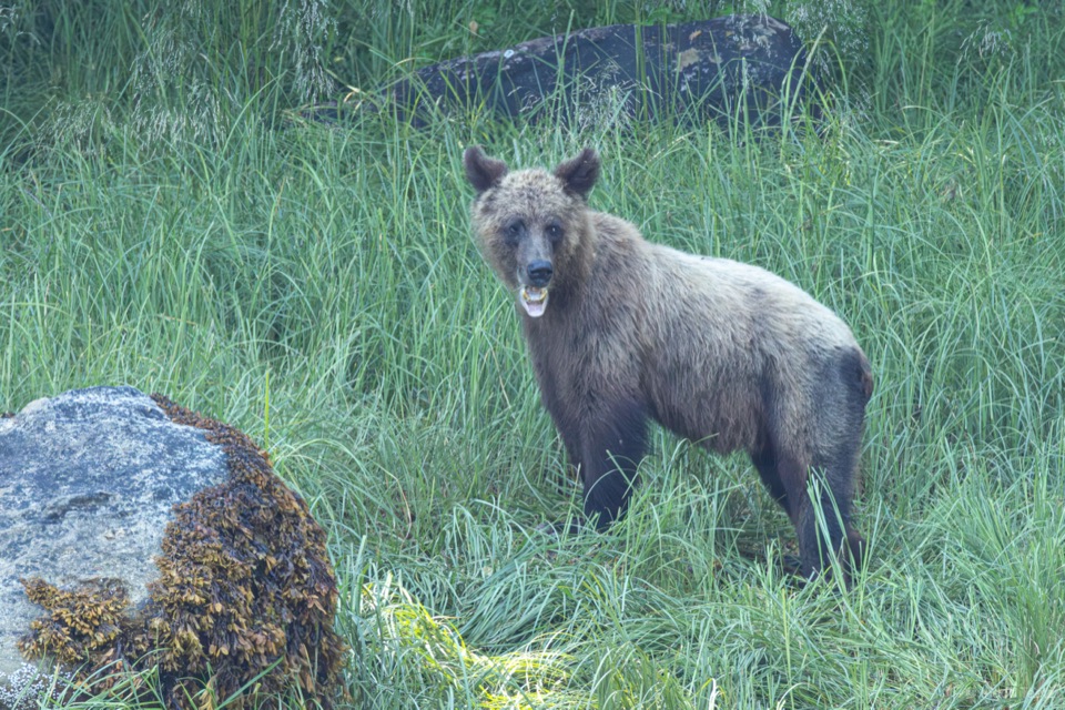 Junger Grizzlybär steht im hohen Seggengras des Khutzeymateen und schaut zur Kamera