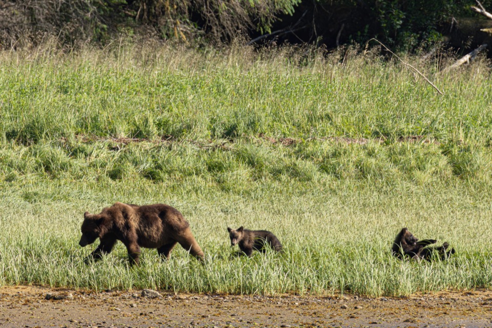 Grizzlybärin mit zwei Jungen auf einer Gezeitenwiese im Khutzeymateen