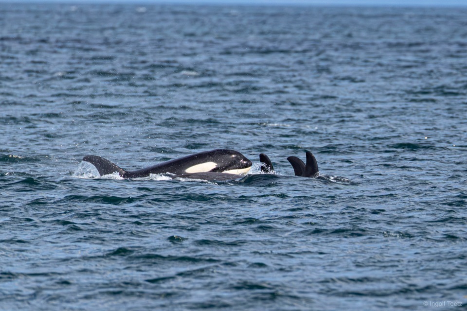 Orca-Familie mit mehreren Finnen dicht beieinander in der Johnstone Strait