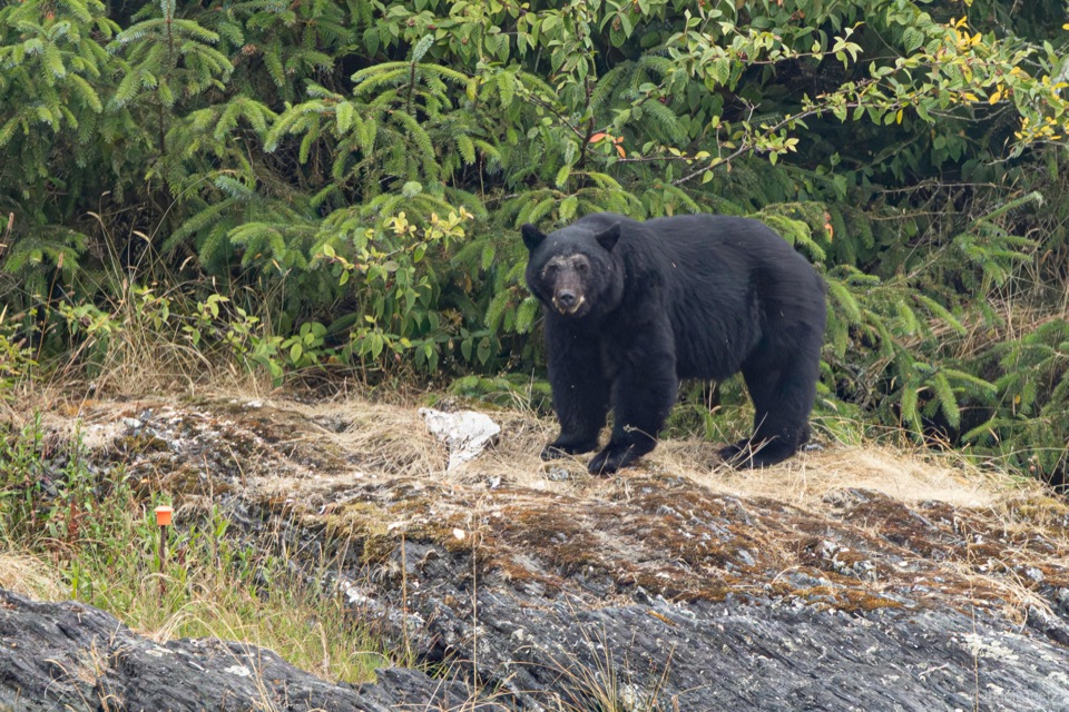 Schwarzbär auf einer felsigen Uferböschung vor grünem Gebüsch, Vancouver Island