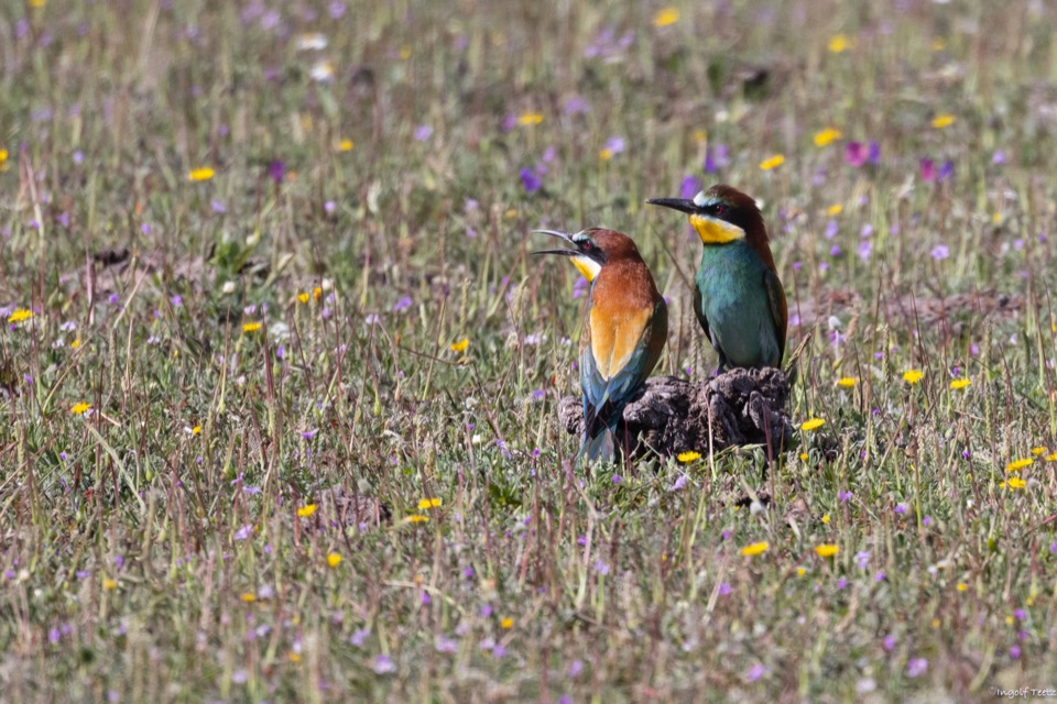 Bienenfresser-Paar sitzt zwischen Frühlingsblumen am Boden, Doñana