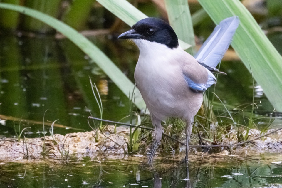 Blauelster mit schwarzem Kopf und blauen Schwingen am Wasserrand, Doñana