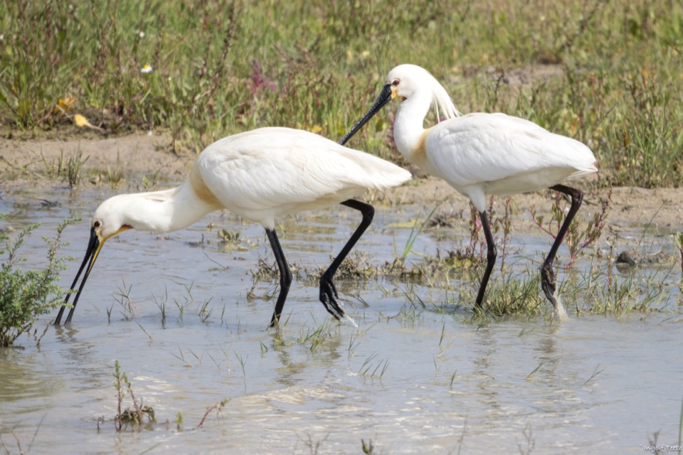Zwei Löffler suchen nebeneinander im Flachwasser nach Nahrung, Doñana