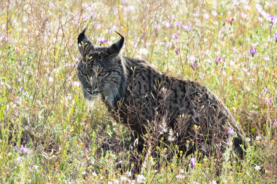 Iberischer Luchs steht in einer blühenden Wiese, Doñana