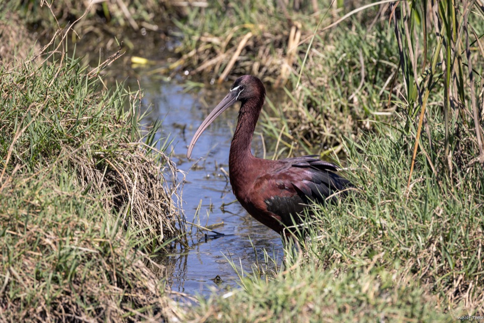 Brauner Sichler mit metallisch schimmerndem Gefieder im Grabenwasser, Doñana