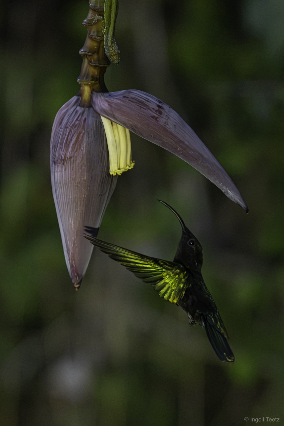 Kolibri mit grün schimmernder Schwinge an einer Bananenblüte, Martinique