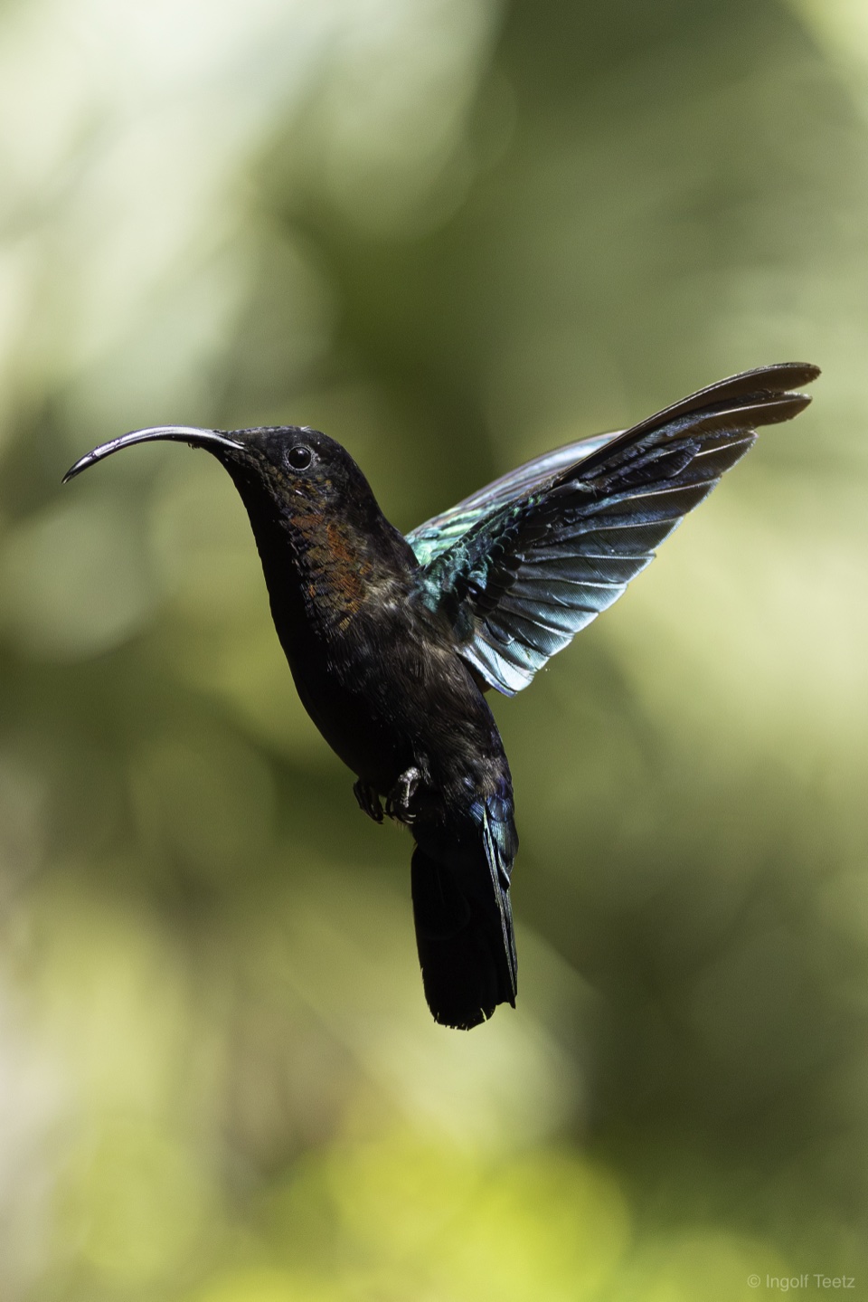 Purpurkehlkolibri im Flug mit türkiser Schwinge, Martinique