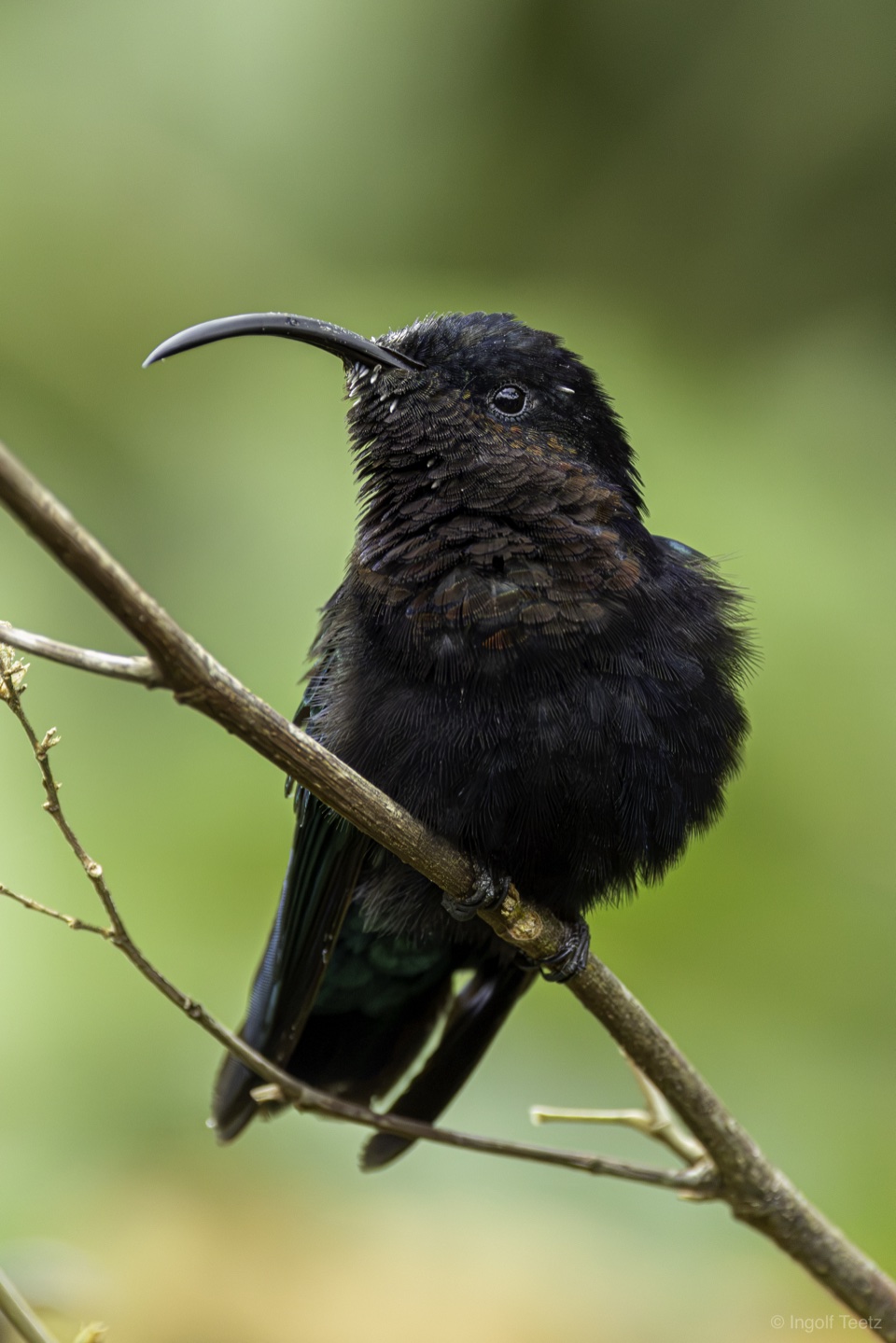 Aufgeplusterter Purpurkehlkolibri auf einem Zweig, Martinique