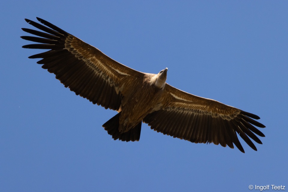Gänsegeier im Segelflug mit voller Spannweite, Monfragüe