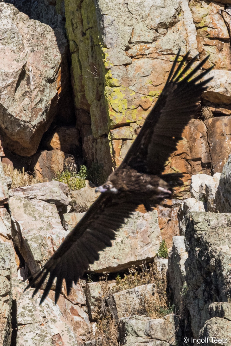 Gänsegeier von oben im Flug über den Quarzitfelsen, Monfragüe