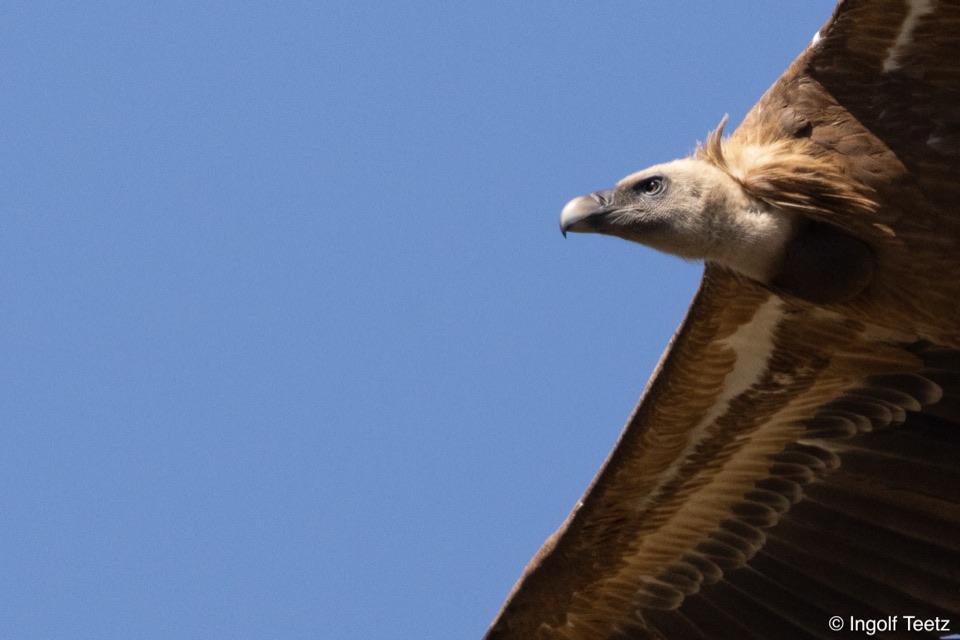Nahaufnahme eines vorbeifliegenden Gänsegeiers mit hellem Kopf und Halskrause, Monfragüe
