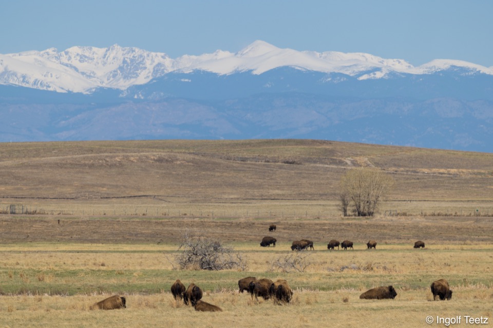 Bisonherde grast auf der Prärie vor der schneebedeckten Front Range, Colorado