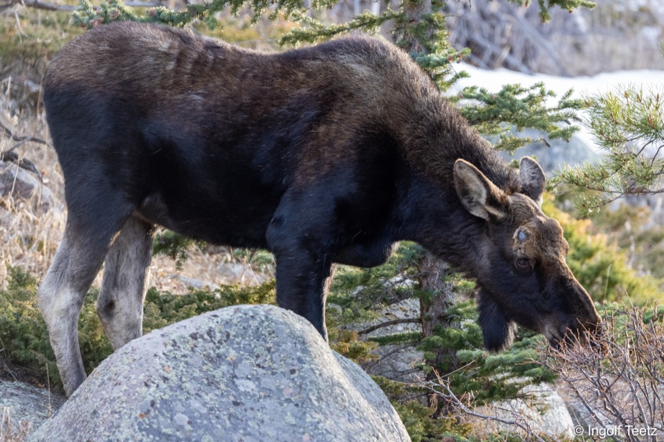 Junger Elch frisst zwischen Felsblöcken an Weidengebüsch, Rocky Mountains
