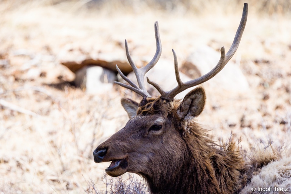 Wapiti-Bulle mit Bastgeweih im Porträt, Rocky Mountains