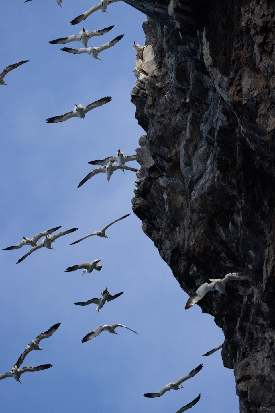 Basstölpel fliegen in Formation an der Felswand ihrer Kolonie entlang, Runde